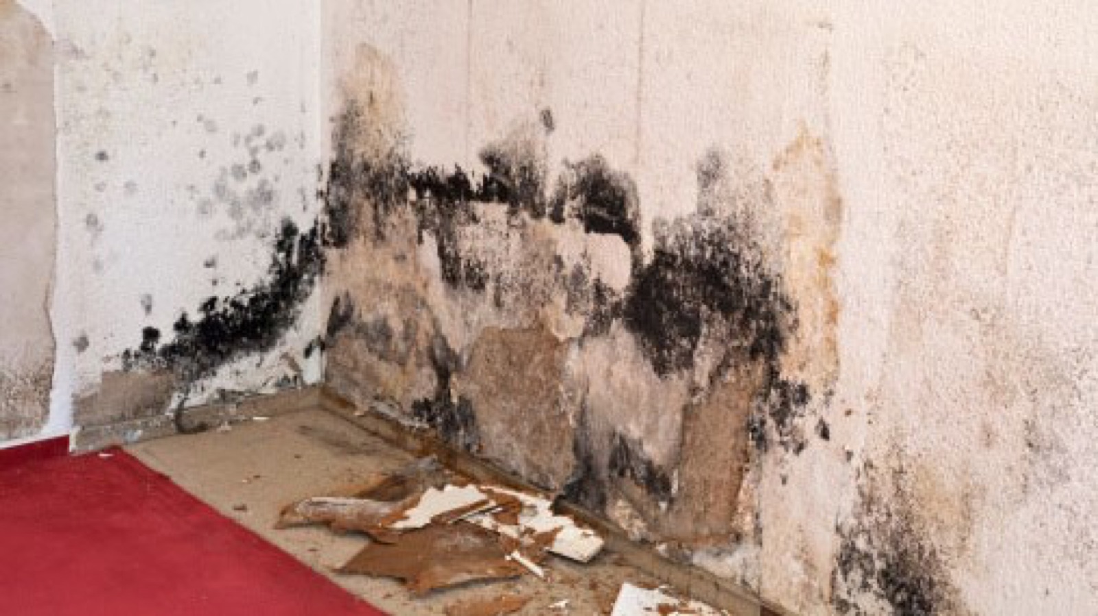 Severe mold and water damage along an interior wall